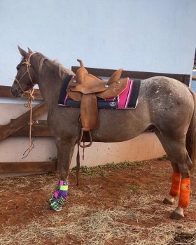 TV Paraguaçu - Cavalo é encontrado abandonado, com grande